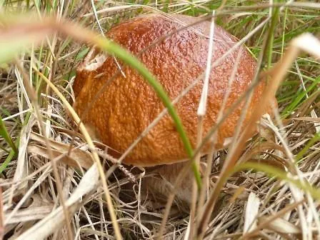 Πανσιόν Nova Hut Sumava Nove Hute